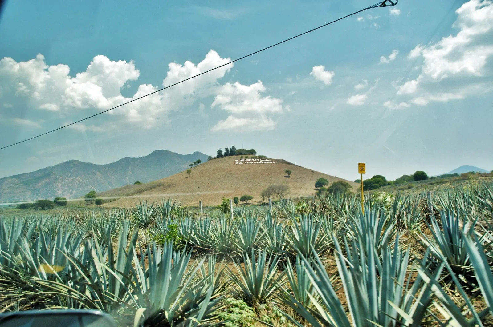 Rows of blue agave growing in the fields of Jalisco, Mexico